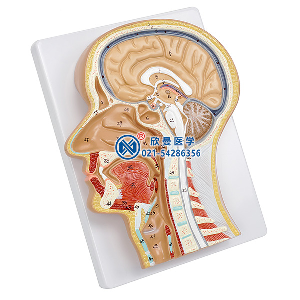 頭部正中矢狀切面模型整體結構