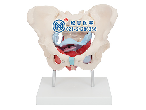 女性骨盆及盆底肌肉模型