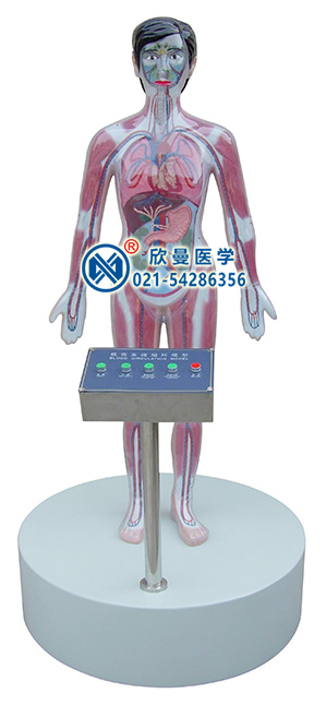 微電腦吸毒血液演示模型,吸毒演示模擬人