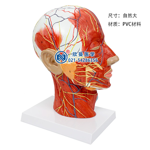 頭部正中矢狀切面附血管神經模型