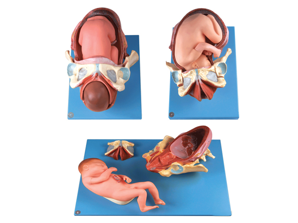 足月胎兒分娩過程模型