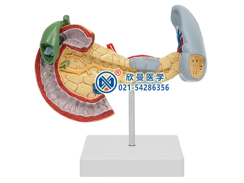 胰脾十二指腸病變模型