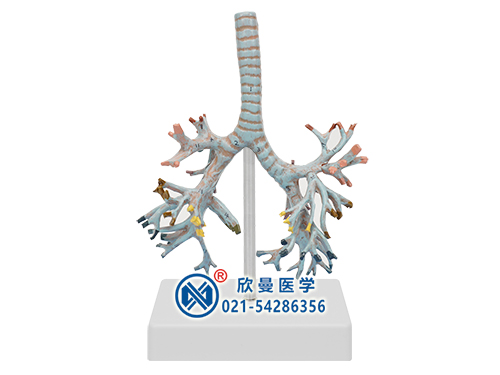 支氣管樹模型