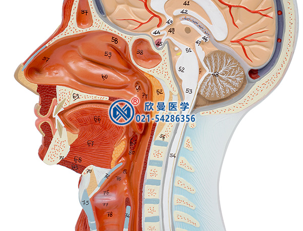頭部正中矢狀切面附血管神經模型(頸部)