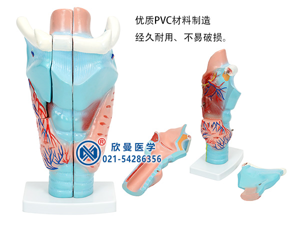 喉軟骨模型（咽喉解剖模型）