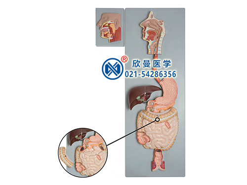 消化系統附腮腺模型