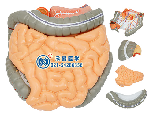 結腸空回腸解剖模型