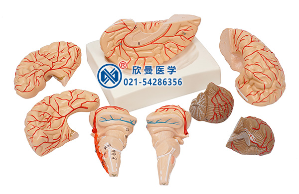 腦動脈模型分解為9部件