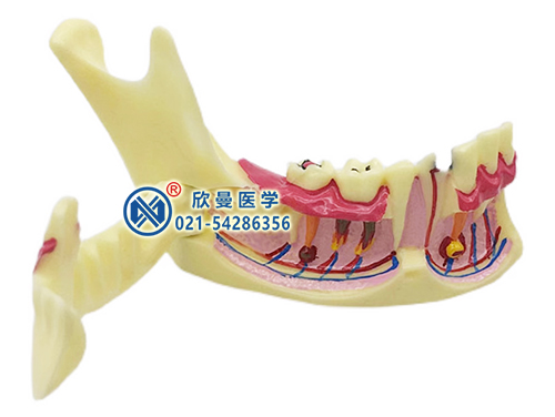 下頜骨解剖分解模型