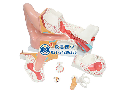 耳(外、中、內)解剖放大模型