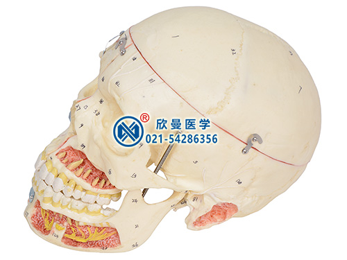 頭顱骨附血管神經模型