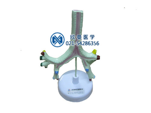 氣管、支氣管及肺段支氣管模型