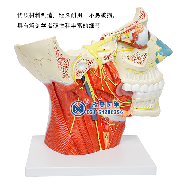 十二對腦神經(jīng)模型