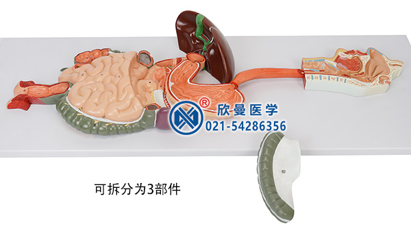 消化系統模型整體構造