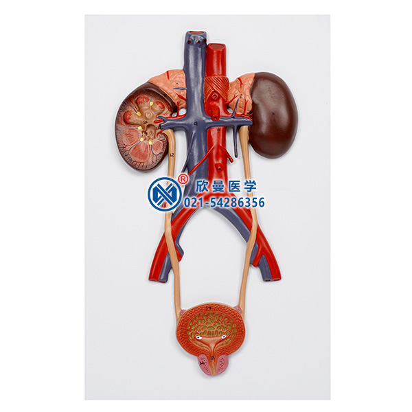 泌尿系統模型