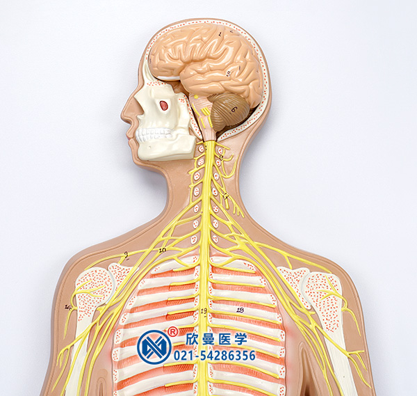 人體神經系統模型