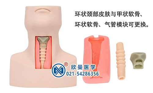 高級(jí)環(huán)甲膜穿刺及氣管切開(kāi)插管模型