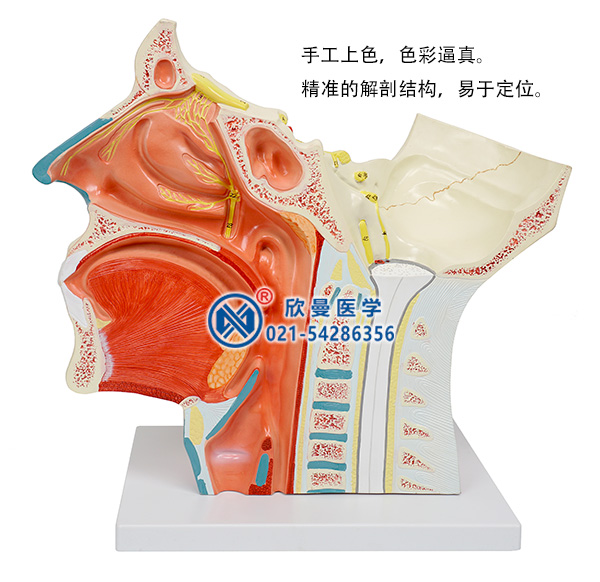 腦神經(jīng)在頭頸部分布模型(十二對腦神經(jīng))