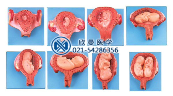 妊娠胚胎發育示教模型