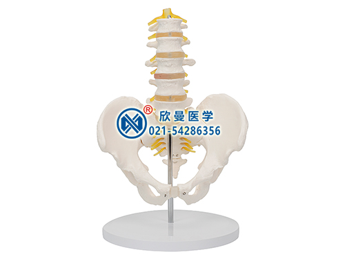 骨盆帶五節腰椎模型