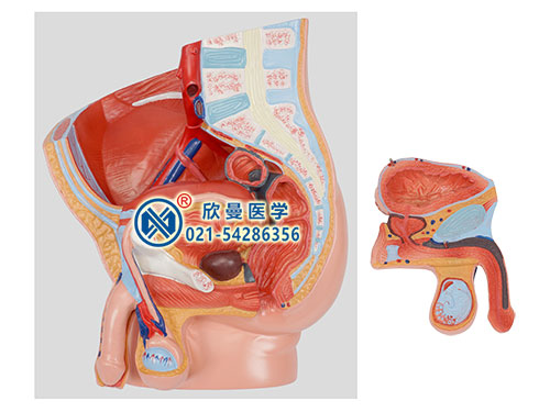 男性盆腔矢狀切面模型