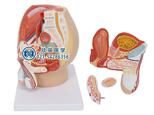 男性盆腔矢狀切面模型