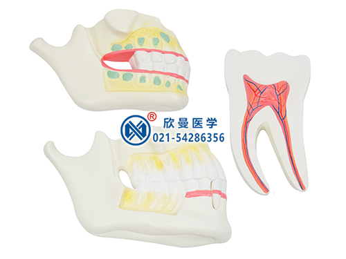 乳牙、恒牙牙列模型