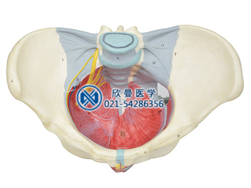 女性骨盆附盆底肌和神經模型