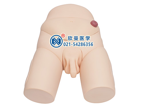 男性導尿模型