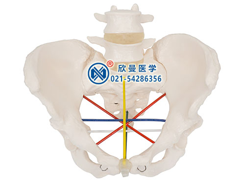 女性骨盆測量示教模型