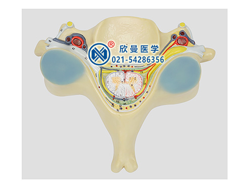 脊髓橫斷模型,第五頸椎附脊髓和脊神經放大模型