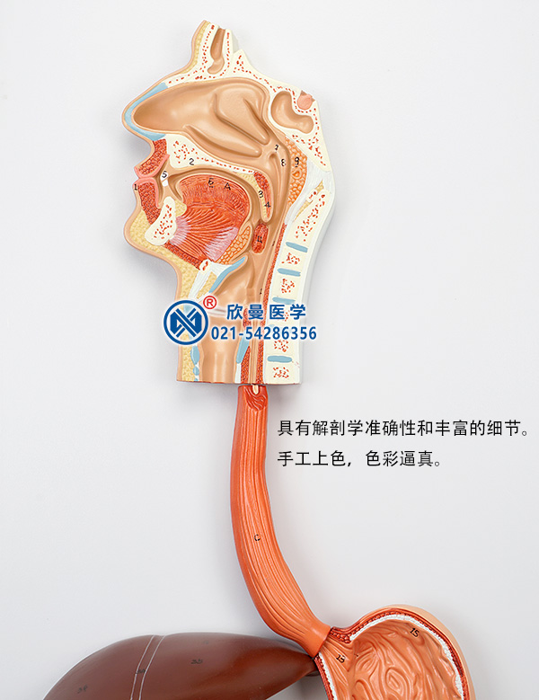 消化系統模型細節