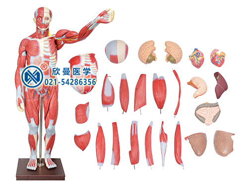 人體全身肌肉解剖附內臟器官模型