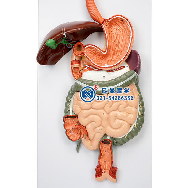 消化系統模型消化道結構