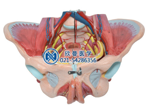 女性骨盆附生殖器官與血管神經模型