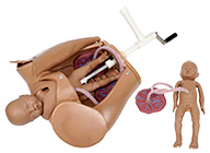 高級(jí)手搖分娩機(jī)制示教模型