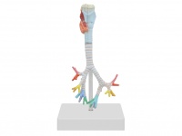 喉與氣管、支氣管樹模型（3部件）