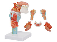 喉附舌、牙模型