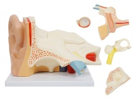 耳解剖放大模型（放大3倍，6部件）