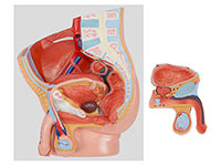 男性盆腔矢狀切面模型（2部件）