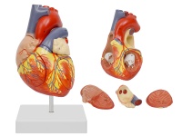 心臟解剖放大模型（放大2倍，4部件）