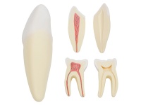 人體牙齒解剖放大模型（切牙、尖牙、磨牙模型）