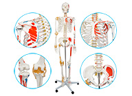人體骨骼附半邊肌肉著色附韌帶模型