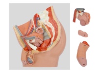 男性盆腔矢狀切模型（4部件，帶數字標識）