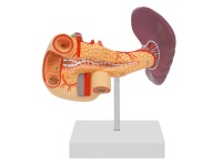胰、十二指腸和脾模型