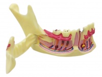 下頜骨解剖分解模型
