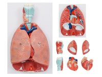喉、心、肺解剖模型（呼吸系統模型）