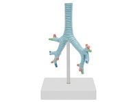 氣管、支氣管及肺段支氣管模型