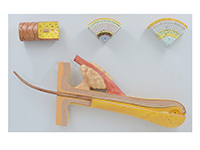 毛囊毛發解剖放大模型